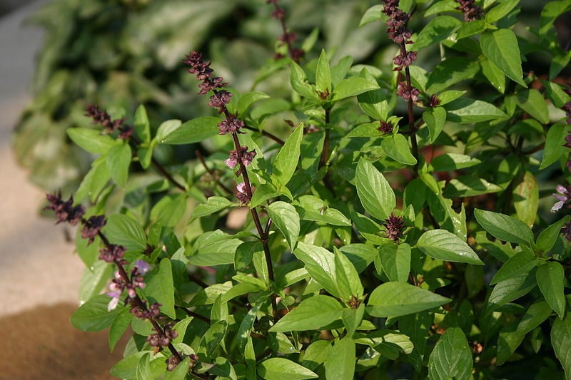 No… Eating loads of holy basil won’t protect you from Covid-19