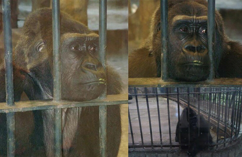 Sex in i Bangkok dog zoo Zoo zoo