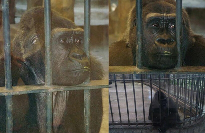 Cher calls for Thailand’s only gorilla to be rescued after 30 years in Bangkok shopping mall zoo