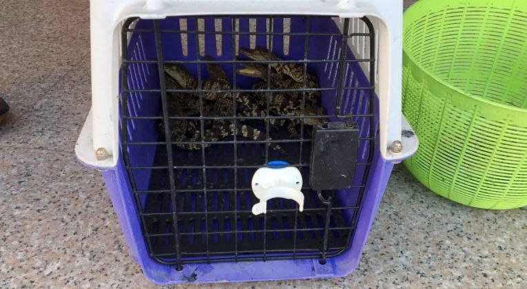 Man arrested after police find 8 crocodiles in a Pathum Thani apartment