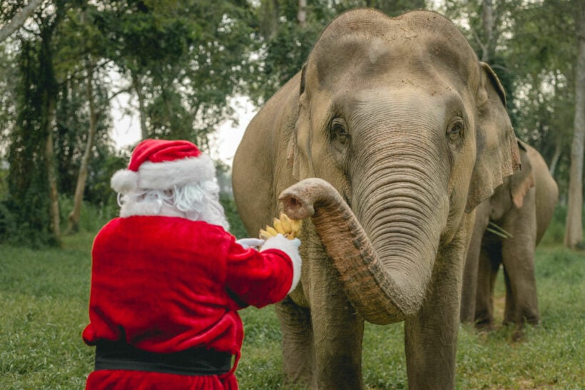 Thailand non-profit offers Zoom calls with Santa and his elephant friends