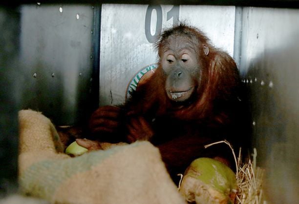 Thailand sends smuggled orangutans back to Indonesia