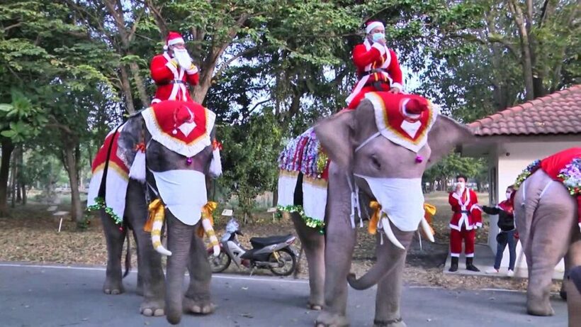 Ayutthaya elephants “Santas” add a face mask to their Christmas costume