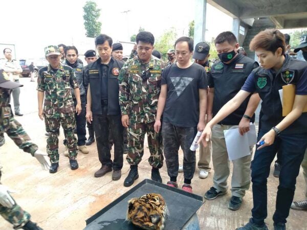 Tigers and tiger body parts seized from Thai zoo investigated for alleged wildlife smuggling