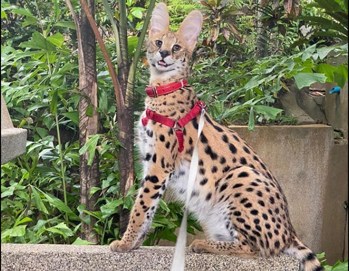 Pet wildcat lost in Phuket, Russian family offers 50,000 baht reward