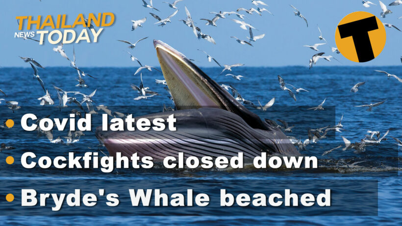 Thailand News Today | Covid latest, Cockfights closed down, Bryde’s Whale beached | January 11