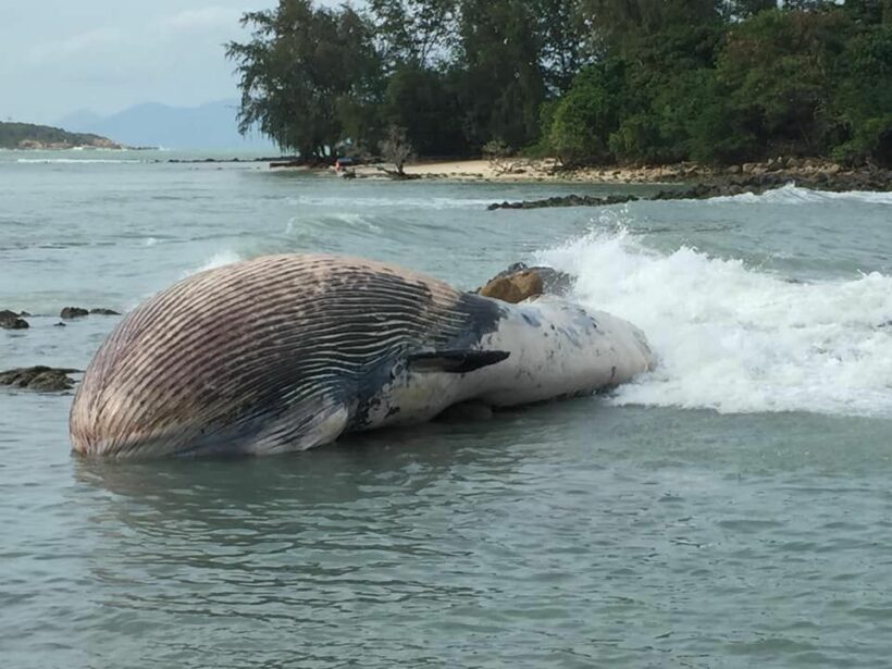 Dead whale found washed up on Koh Samui beach