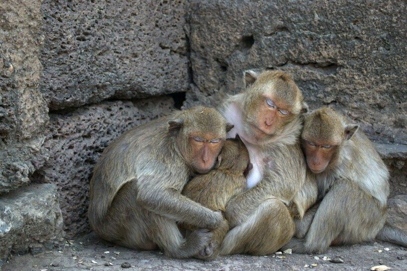 Temperature drop affects Lop Buri’s monkeys