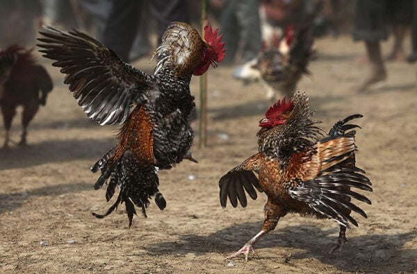 Covid-19 cases linked to Ang Thong cockfighting spreads to neighbouring provinces