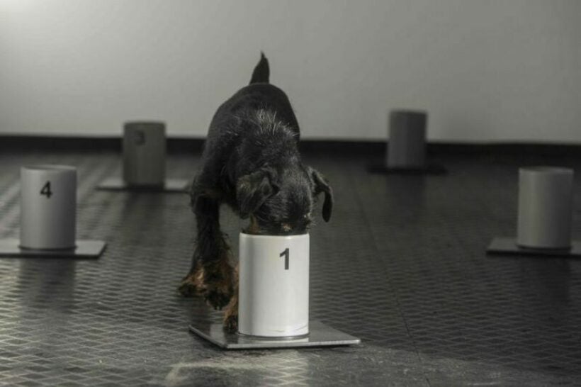 Czech ‘Covid’ sniffer dogs can detect Covid-19 with a 95% success rate