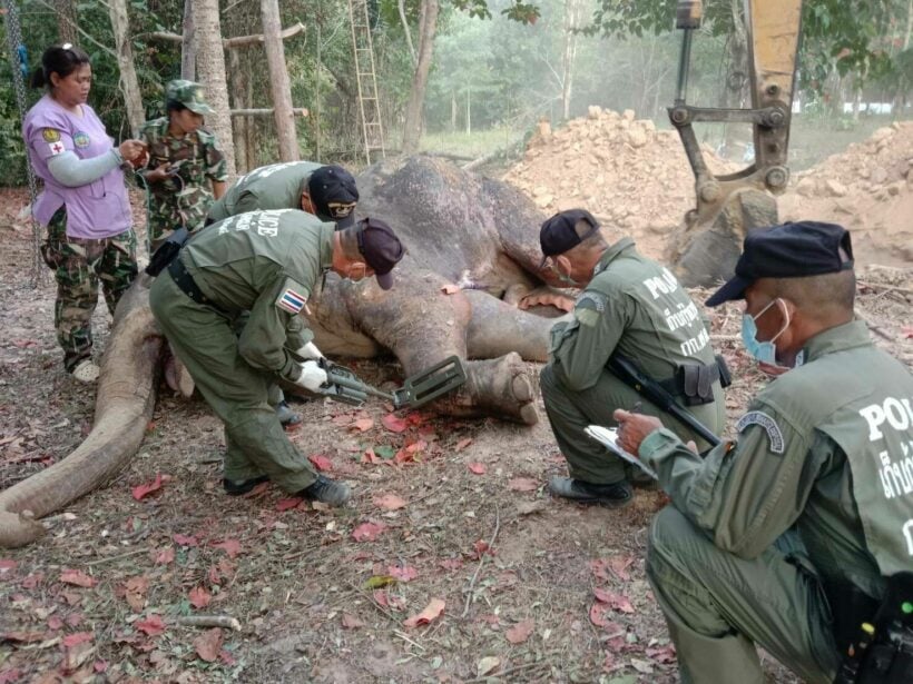 Elephant dies after month of treatment for gunshot wounds, 40 bullets found in the body