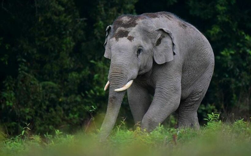 A wild elephant kills 80 year old camper in Khao Yai