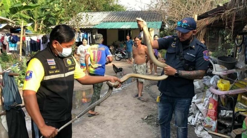 12 year old Chon Buri girl finds king cobra in her home