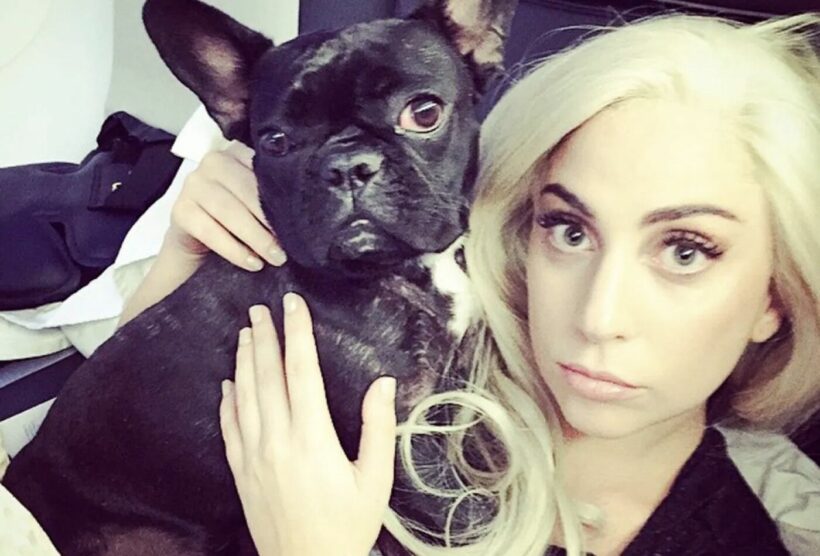 Lady Gaga offers US 0,000 reward for stolen bulldogs