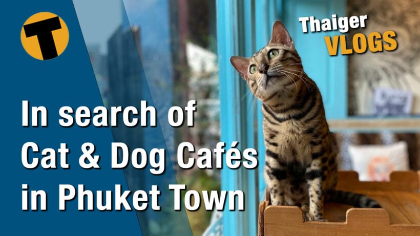 In search of Cat & Dog Cafés in Phuket Town | VIDEO