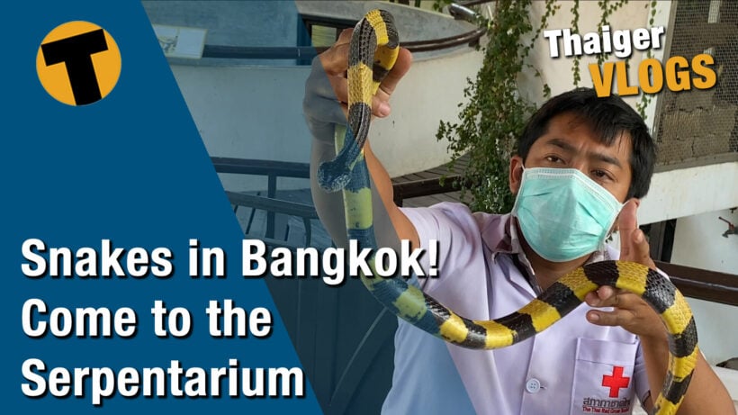 Snakes in Bangkok. Get up close and personal… if you dare | VIDEO