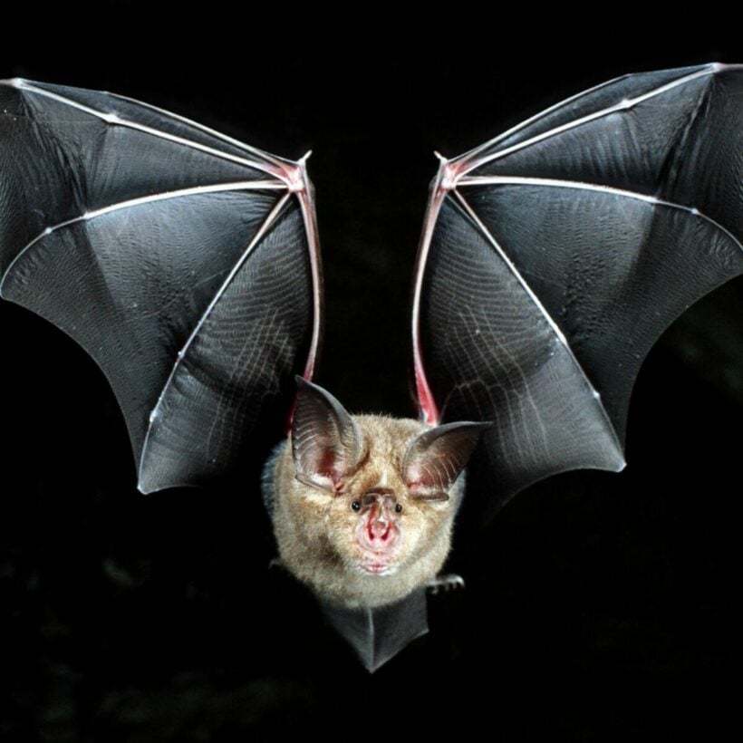 Scientists say Thailand bats could spread similar coronaviruses