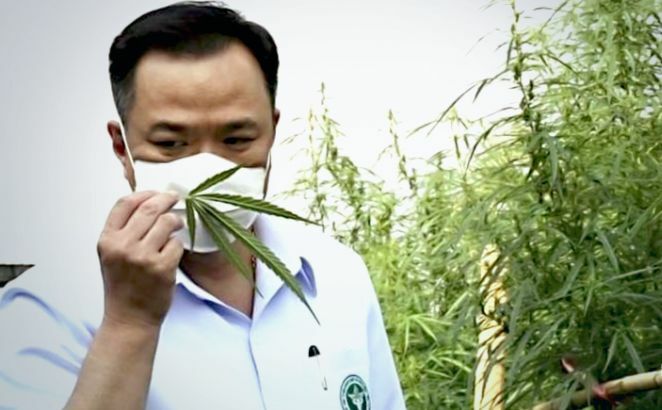 Thai Public Health Ministry starts cannabis cultivation project in Buri Ram