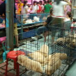Thailand acknowledges wildlife markets could be dangerous to humans | Thaiger