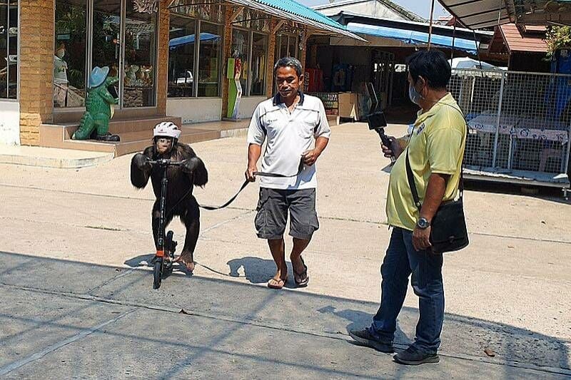 Park rangers inspect the controversial Samut Prakan Crocodile Farm and Zoo after criticism