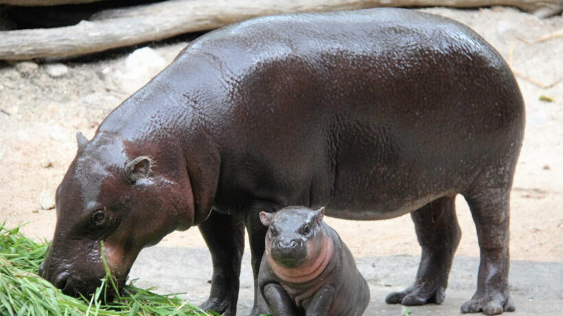 Chon Buri zoo invites people to vote on baby hippo’s name – VIDEO