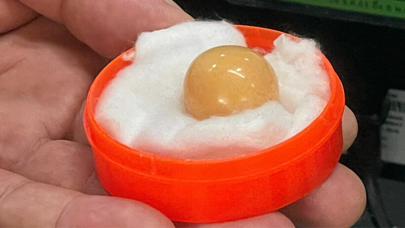 Another Thai man claims to have found a rare Melo pearl, shell was sold at a Pattaya market