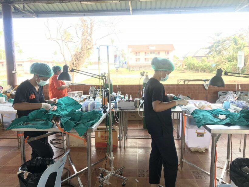 Soi Dog sets up mobile clinic on Koh Samui to neuter and vaccinate stray animals