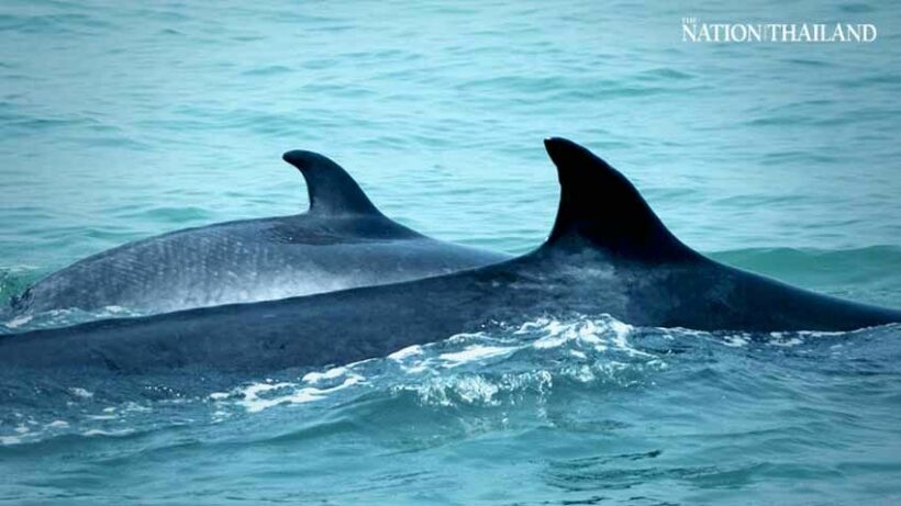 Bryde’s whale in Gulf of Thailand gives birth to third baby