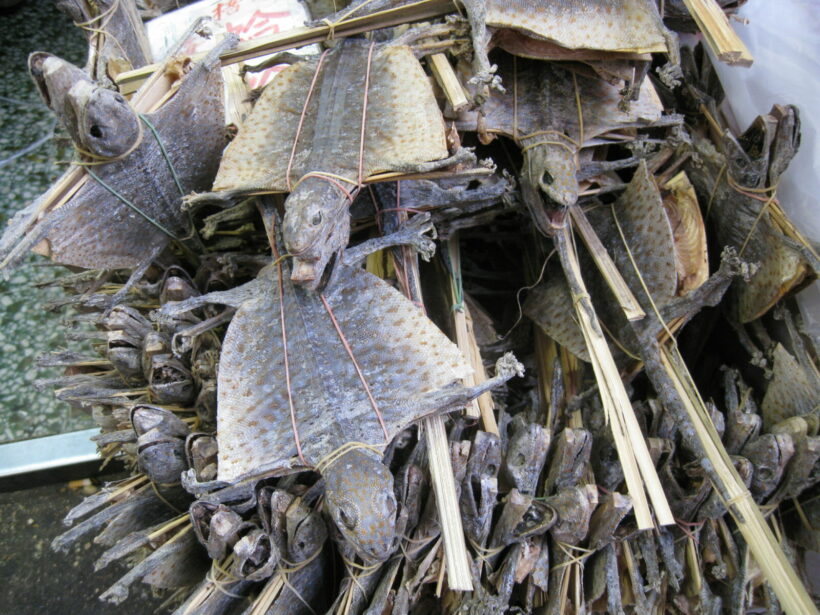 Isaan families earn tens of thousands of baht selling dried tokay geckos