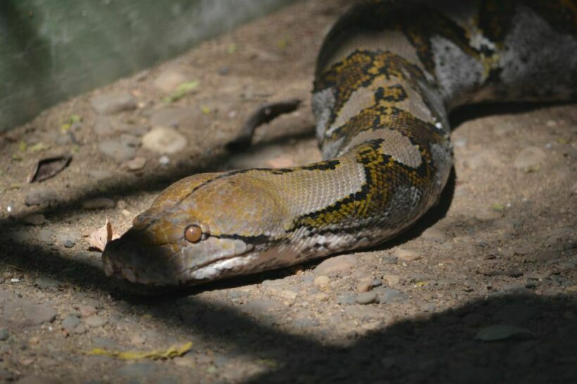 Rescue workers remove 4 metre long python from Patong resort