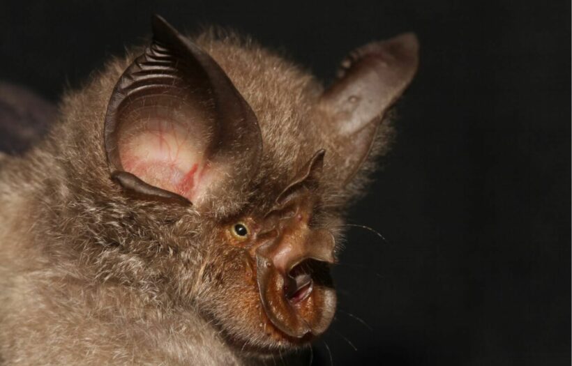 Researchers claim Thailand’s bats not responsible for Covid pandemic