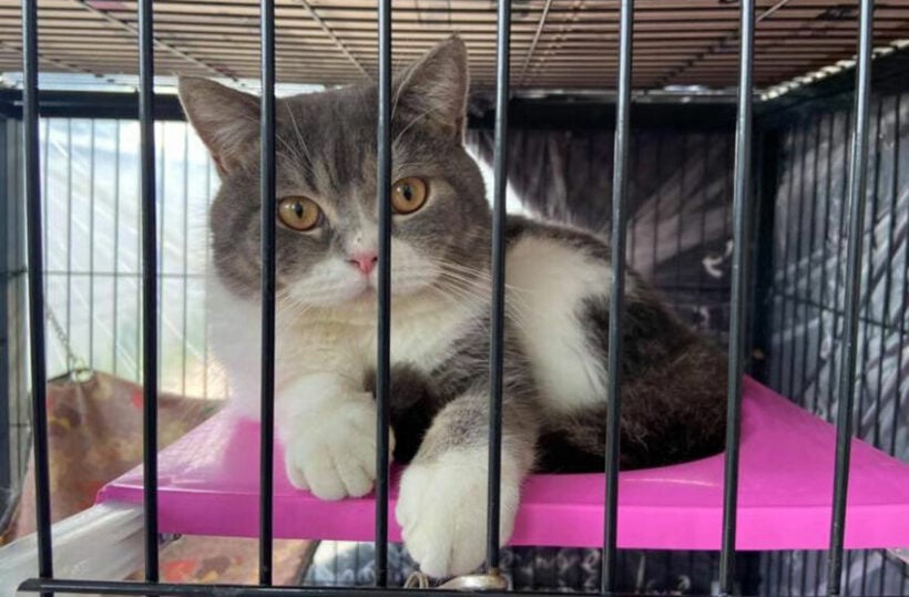 Pedigree cats seized in drugs raid will be auctioned off