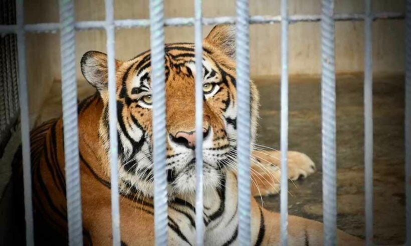 Thai tiger park faces permanent closure amid wildlife smuggling allegations