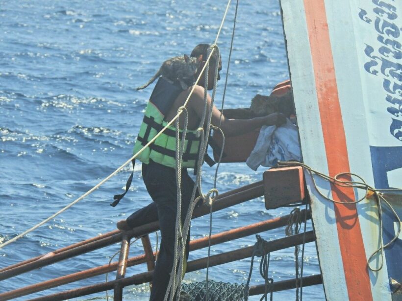 Thai navy sailors rescue adorable cats from ship fire | News by Thaiger