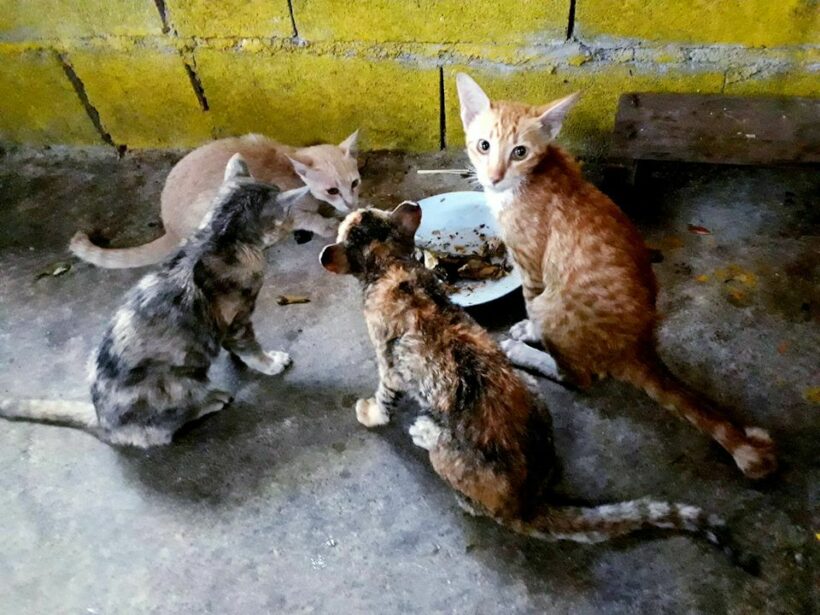 Thai navy sailors rescue adorable cats from ship fire | News by Thaiger