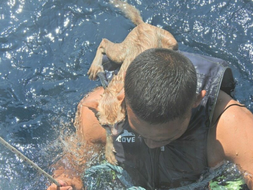 Thai navy sailors rescue adorable cats from ship fire | News by Thaiger