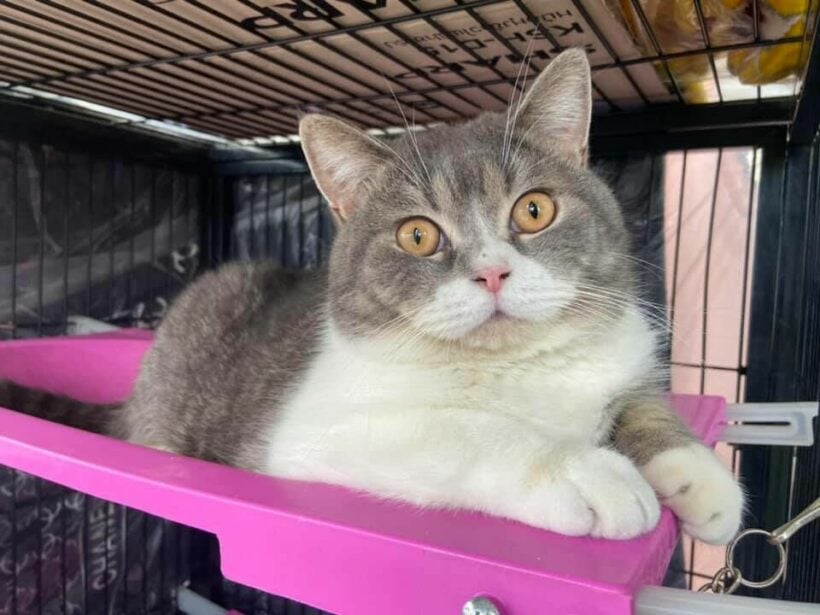 Cats seized in suspected drug network raid in Rayong to be auctioned off