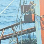 Thai navy receives PETA award after rescuing cats from sinking ship | Thaiger