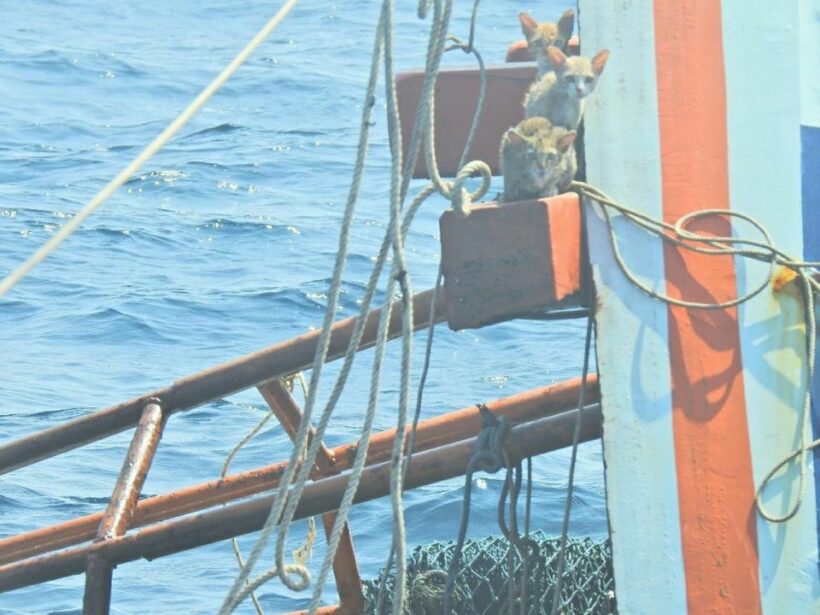 Thai navy receives PETA award after rescuing cats from sinking ship