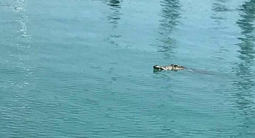 Phuket officials warn public of crocodile spotted near Chalong pier