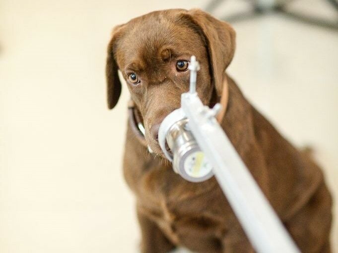 Thailand’s Chulalongkorn University trains dogs to sniff out Covid-19