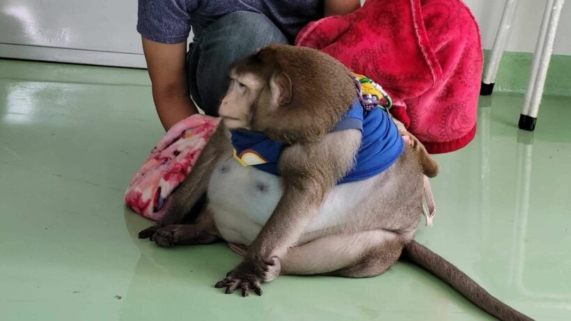 Bangkok market vendor’s obese monkey seized by wildlife authorities