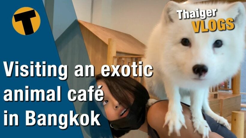 An exotic animal café in Bangkok – Foxes, racoons, kangaroos and more! | VIDEO