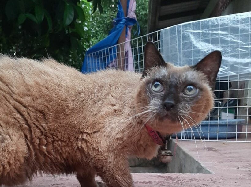 Oldest living cat in the world said to be 34 year old cat in Thailand