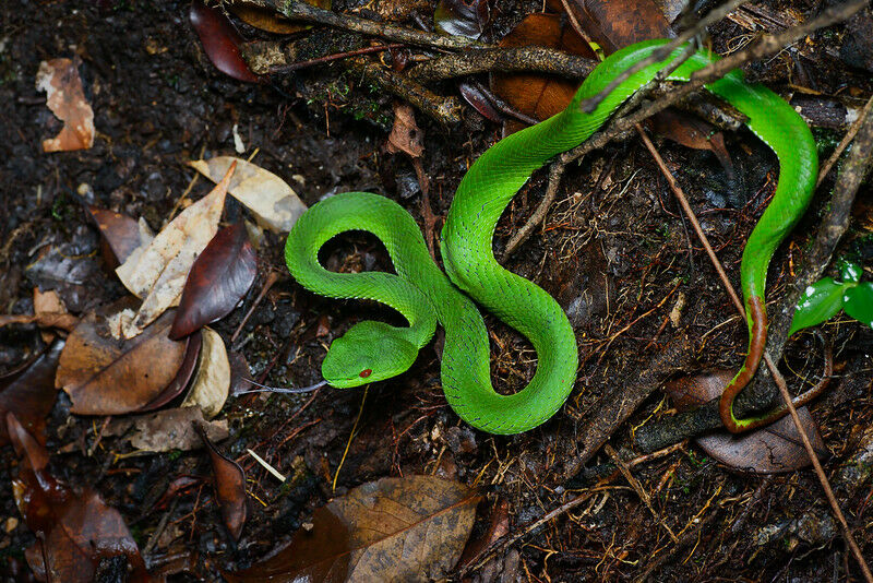 “Mommy, there’s a snake!” – Expat in Phuket shares her story