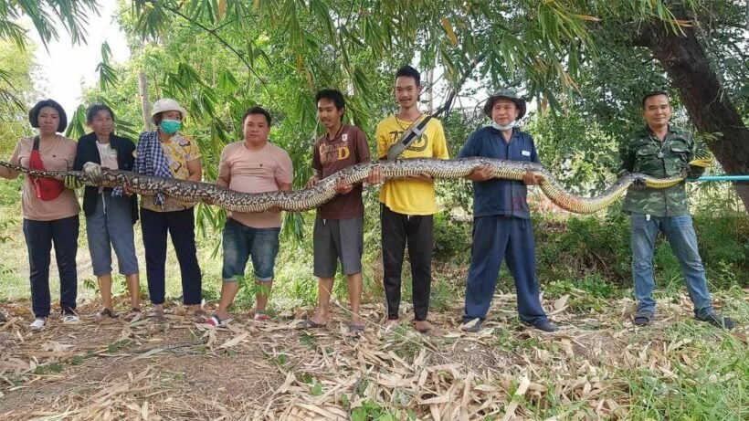 Massive 6-metre-long python caught in Chon Buri