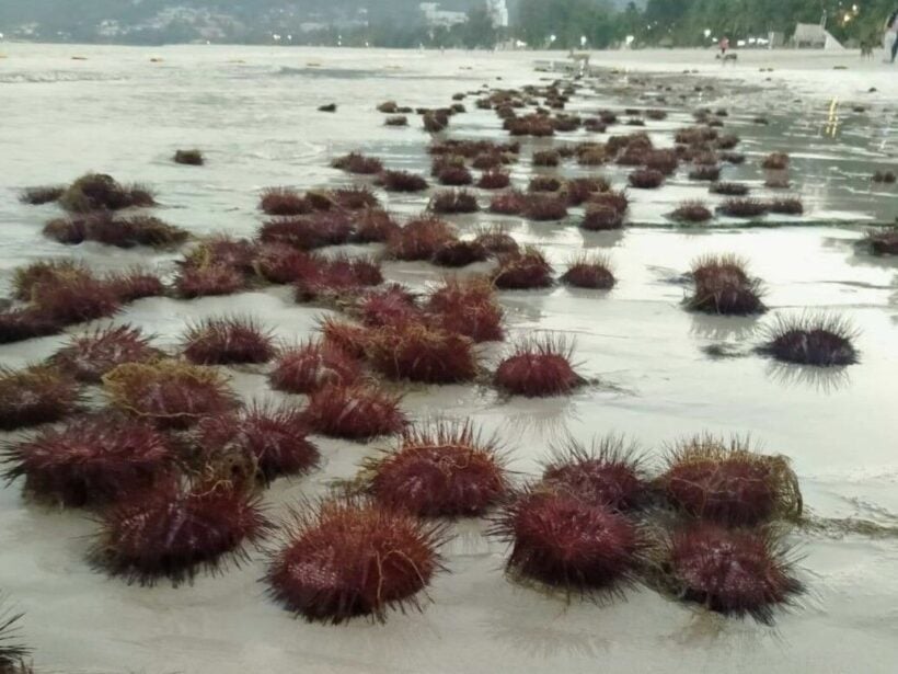 Watch your step, hundreds of red sea urchins wash up on Patong Beach