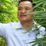 Thailand decriminalises cannabis, extracts with high-inducing THC still an illicit drug | Thaiger