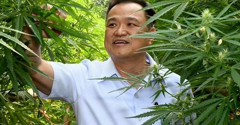 Thailand government promotes cannabis as a cash crop at Buriram festival