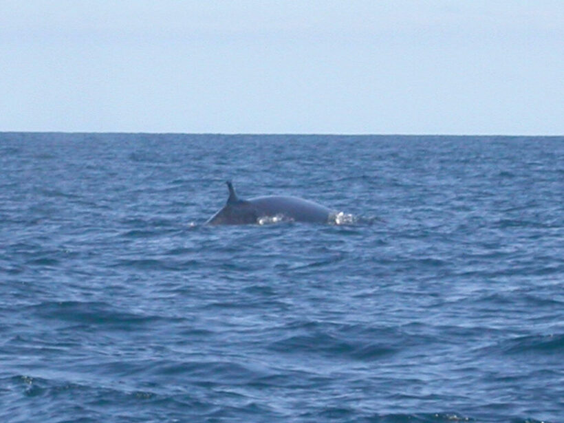 2 more Bryde’s whales seen off Koh Samui in marine park